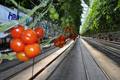 Leamington Hydroponic Tomatoes in the Heart of Leamington Ontario